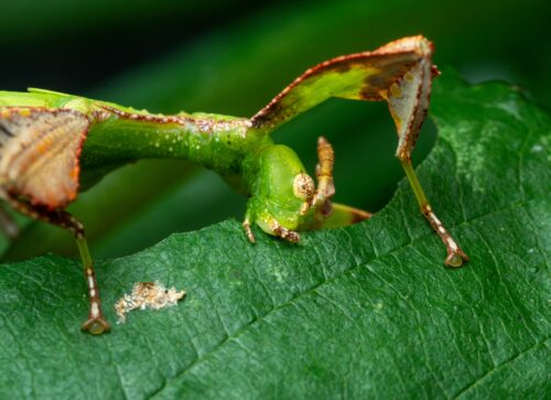 Wandelndes Blatt beim Essen