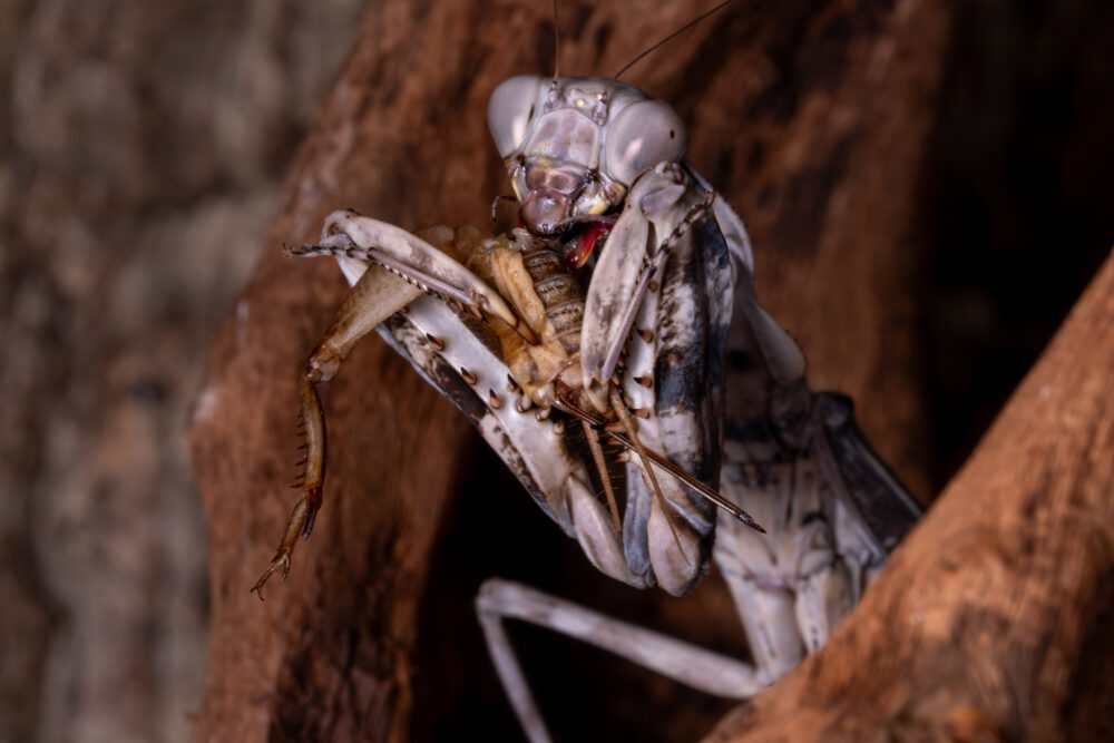 Gottesanbeterin verspeist Grille