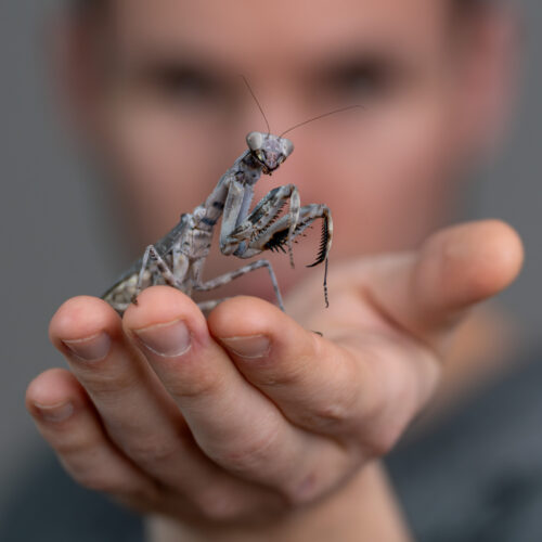 Gottesanbeterin auf der Hand