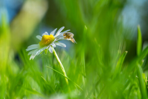 Kleines Schneckchen auf Gänseblümchen