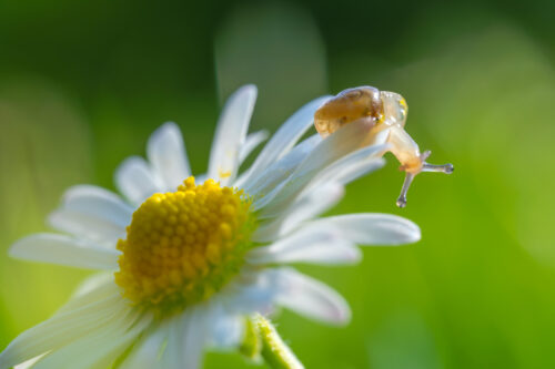Kleines Schneckchen auf Gänseblümchen mit lustigen Augen